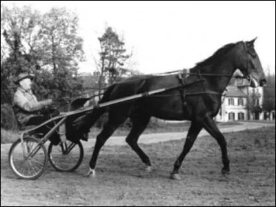 Quel animal glousse ?