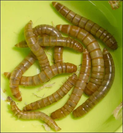 Sous quel nom est plus connu Carlo Broshi ?