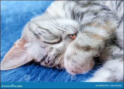 Voulez-vous un chat calme ?