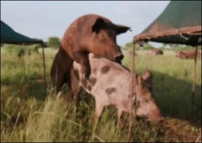 Désolé pour cette image cochonne mais comment se nomme un cochon reproducteur ?