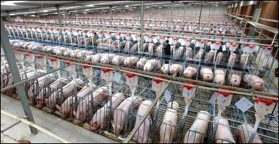 Quel pays est le plus grand producteur mondial de porcs ?