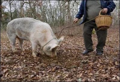 Que recherche ce cochon ?