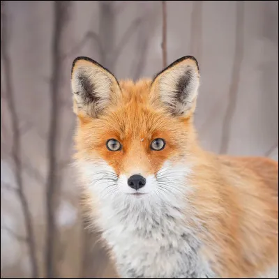 Puis, le renard.
Quel est son régime alimentaire ?