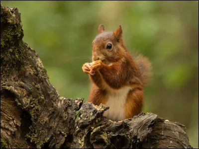 Après, l'écureuil.
Quel est son régime alimentaire ?
