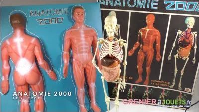 Dans quelle partie du corps l'humérus se trouve-t-il ?