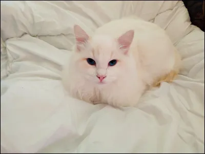 Quelle est la race de ce chat ?