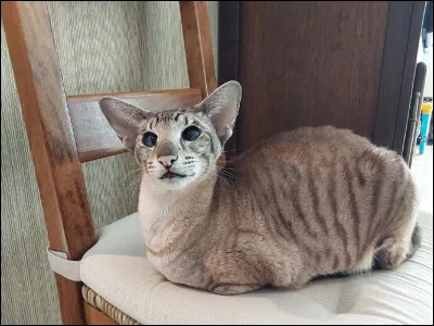 Quelle est la race de ce chat ?