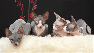 Je suis un chat donskoy :