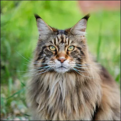 Quelle est la race de ce chat ?