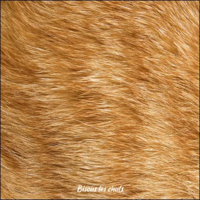 Quelle couleur de pelage préfères-tu ? 2/2