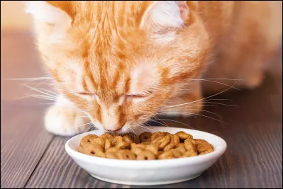 Veux-tu que ton chat mange sur l'image ?