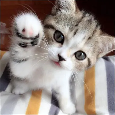 As-tu un chat chez toi ?