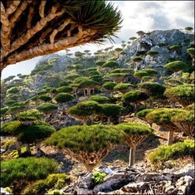 De quel pays d�Afrique l�&icirc;le y&eacute;m&eacute;nite de Socotra, dans la mer d�Arabie, est-elle la plus proche ?