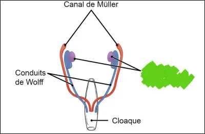 Lors de la différenciation (ou spéciation), deux organes minuscules vont faire office de "couteaux suisses" en devenant soit ovaires ou testicules chez l'embryon humain. Comment les nomment-on ?