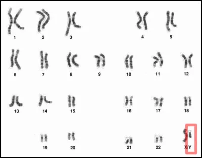 Mais le chromosome Y, porteur du gène SRY responsable du développement masculin, a déjà perdu 850 gènes au cours de son évolution : sachez évaluer combien de temps il reste aux 55 gènes restants...