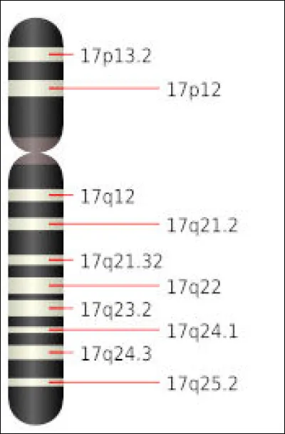 Et comme la nature est bien faite, c'est une séquence proche du gène ''mâle'' SOX9, situé sur le chromosome n° [...lequel ?...] qui en est responsable.