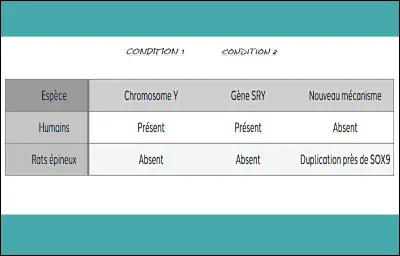 Récapitulons : Quelles conditions seraient logiquement nécessaires pour que les humains suivent la même évolution que leur "cousin génétique", le rat épineux ?