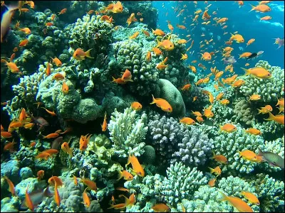 Située entre l'Afrique et la péninsule Arabique, je suis une mer dont l'eau est réputée très chaude, ce qui favorise une grande biodiversité. Je suis...