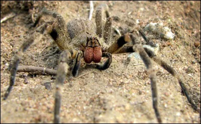 Complétez ce proverbe : "Araignée du matin, chagrin ; araignée du midi, souci ; araignée du soir, ...".