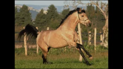 Quelle est celle de ce cheval ?
