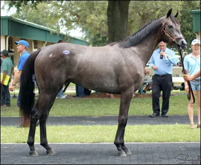 Quelle est la robe de ce cheval ?
