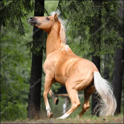 Quelle est la robe de ce cheval ?