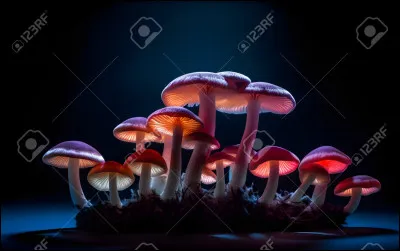 Les champignons appartiennent à quel règne du vivant ?