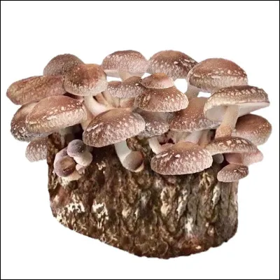 Lequel de ces champignons est très prisé dans la cuisine japonaise pour sa saveur unique ?