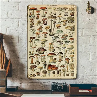 Combien despèces de champignons sont actuellement reconnues par les scientifiques ?