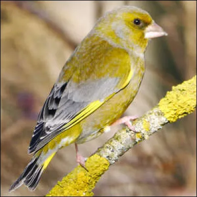 Autre fois, l'officier des eaux et forêts était appelé...