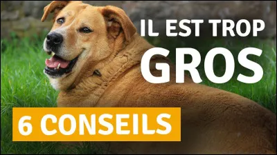 Quelle est ta corpulence ?