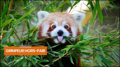 Le panda roux appartient à l'ordre des carnivores même si son régime alimentaire est :