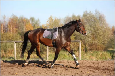Comment s'appelle le mouvement du cheval qui consiste à se déplacer latéralement tout en restant parallèle au côté de la piste ?