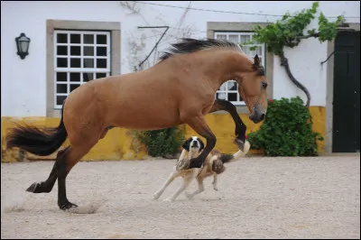 Quelle est la priorité lors d'une reprise de dressage ?