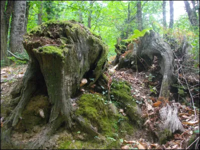 Allo, maman, bobo, j'ai dix ans et la vie ne vaut rien et si en plus y a personne sous les jupes des filles !