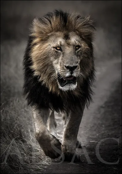 Quatrième question : 
Est-ce que tu veux que ton personnage ait les cheveux foncés ou clairs ?