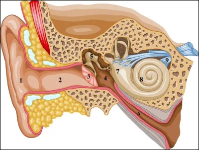 De quoi est composée l'oreille ?
