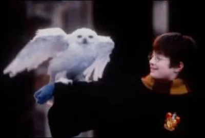 Comment sappelle-t-il ?