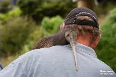 Le kiwi peut-il voler ?