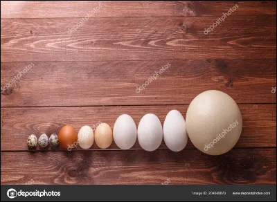 Tu préfères les oiseaux...