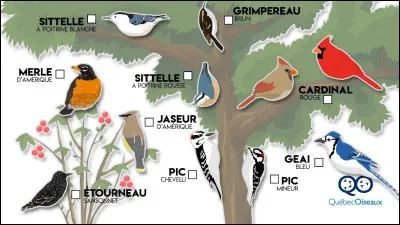 Tu préfères les oiseaux... (2)