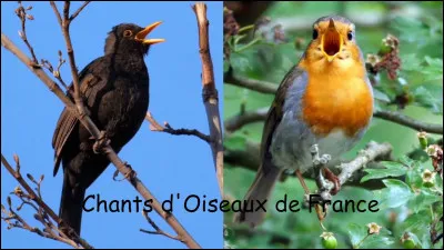 Tu aimes les oiseaux...