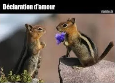 Qui a chanté, en 2017, le titre ''Paradis'' ?