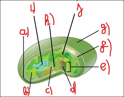Complétez le schéma.