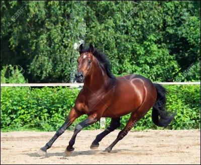 De quelle robe est ce cheval ?