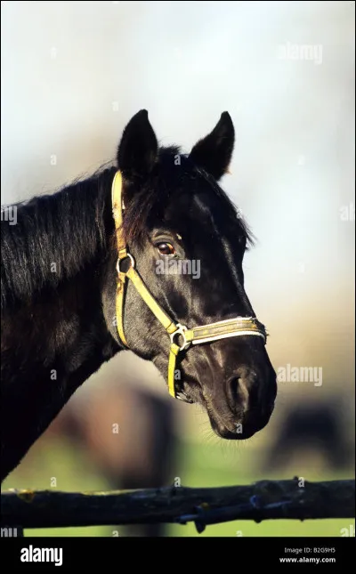 De quelle robe est ce cheval ?