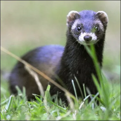 Quel animal noir et blanc est parfois appelé à tort putois ?