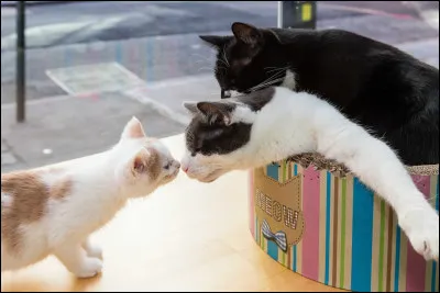 Les chats sont des...