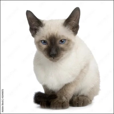 Vrai ou faux ? Les chats sont les animaux domestiques favoris des Fran&ccedil;ais. (En g&eacute;n&eacute;ral)