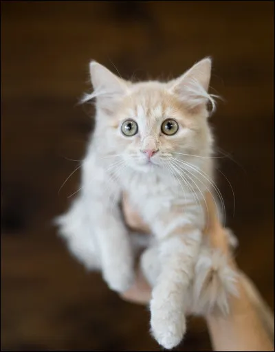 Vrai ou faux ? Un chat dort plus de la moiti&eacute; de la journ&eacute;e.